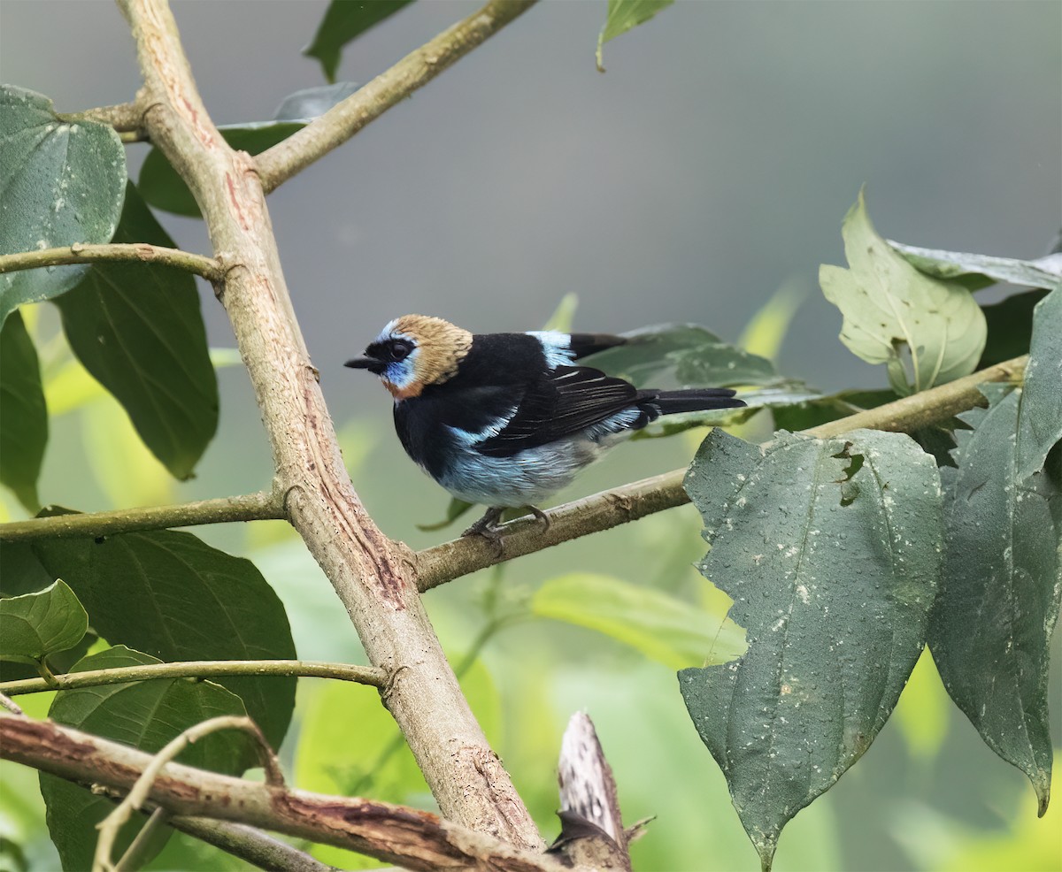 Золотистоголовая танагра - ML646600344