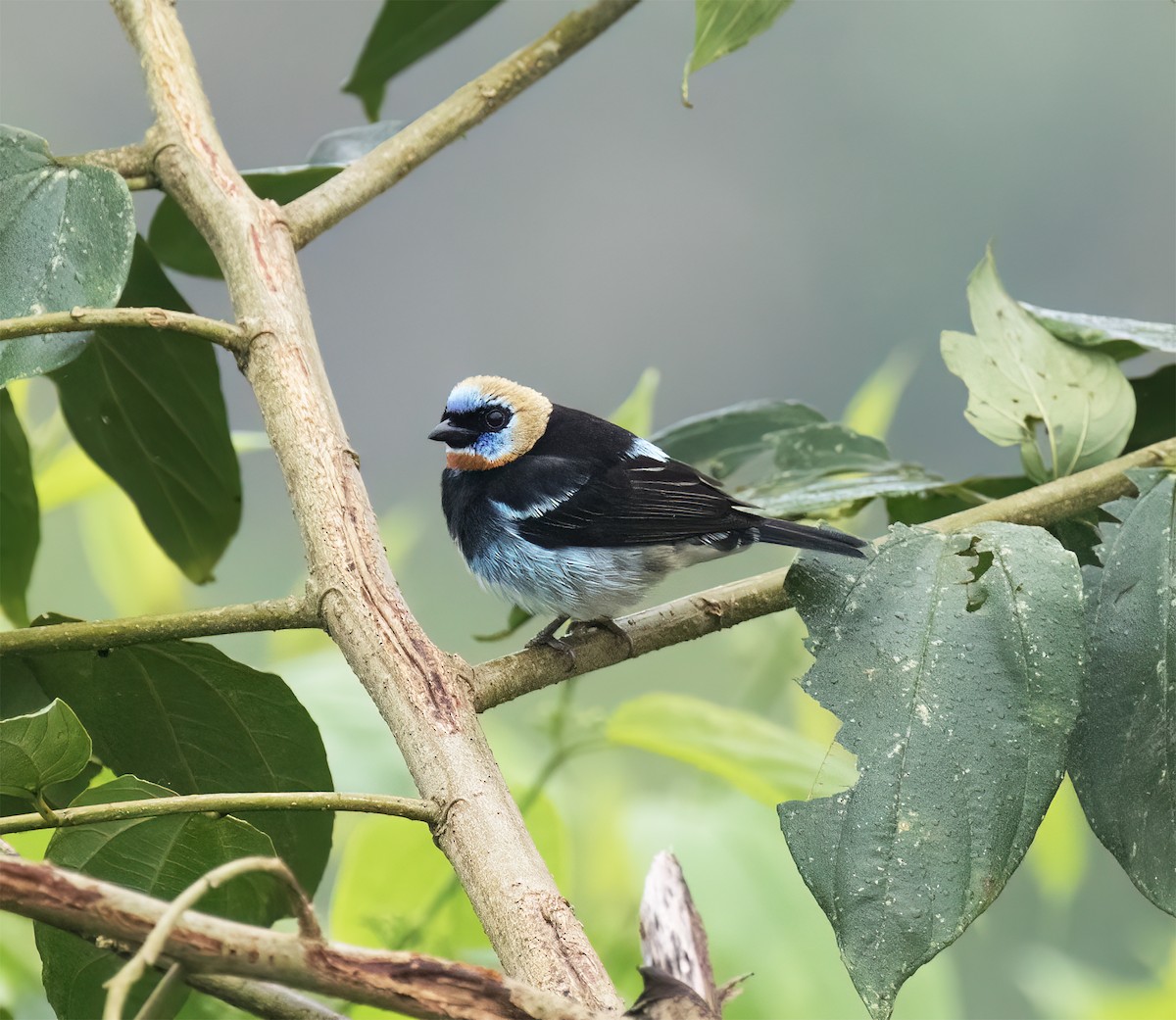 Золотистоголовая танагра - ML646600345