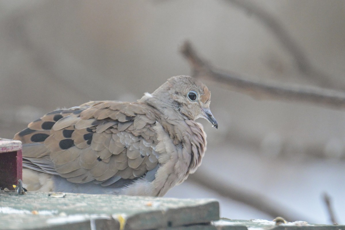 Mourning Dove - ML646600347