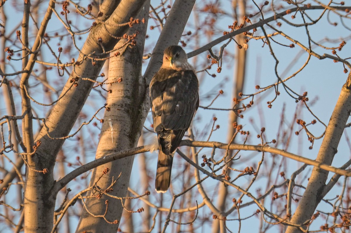 Cooper's Hawk - ML646600348