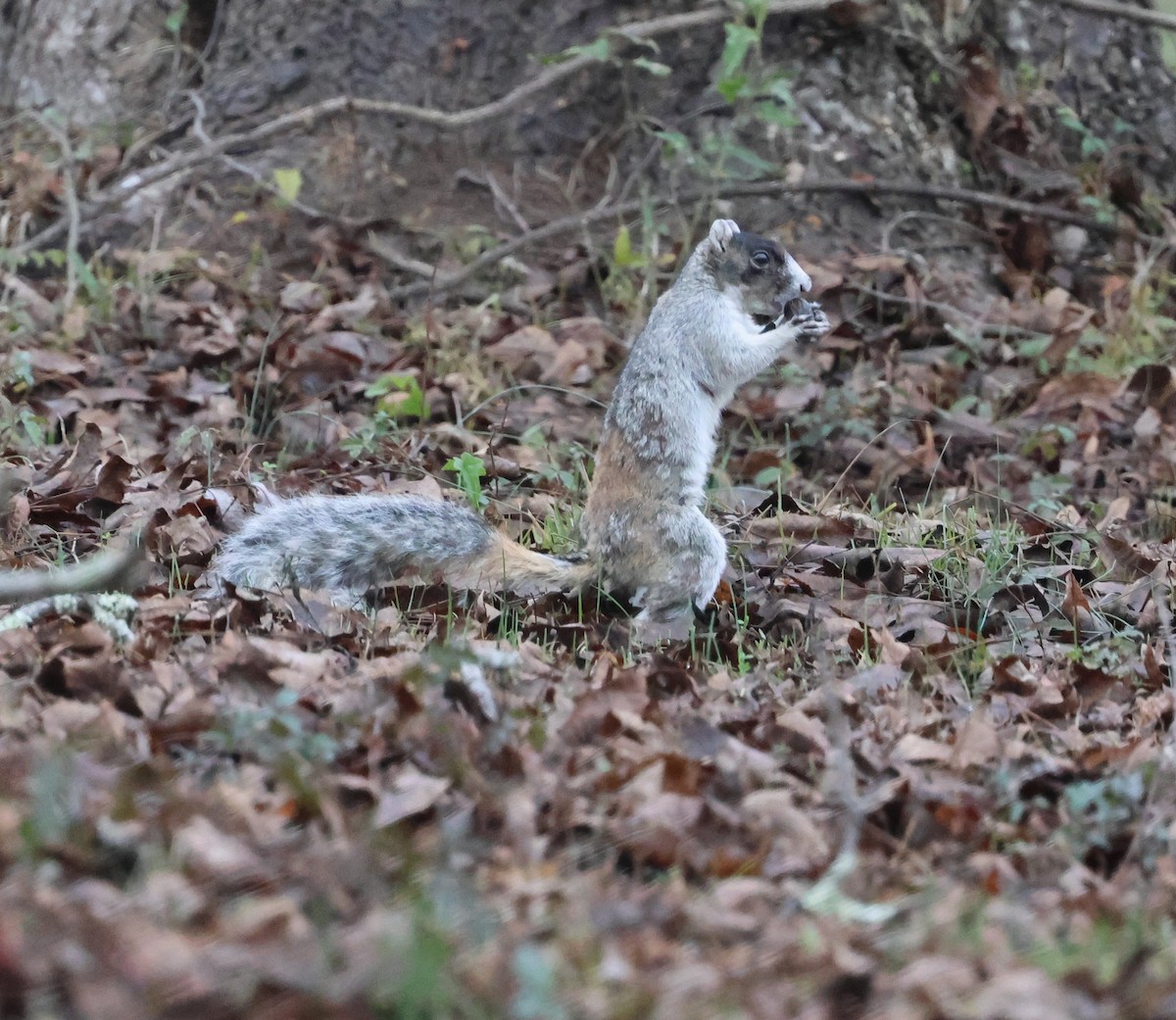 בעלי חיים - ML646600349
