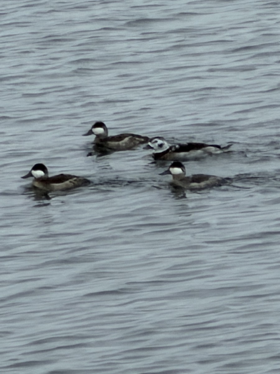 Ruddy Duck - ML646600354