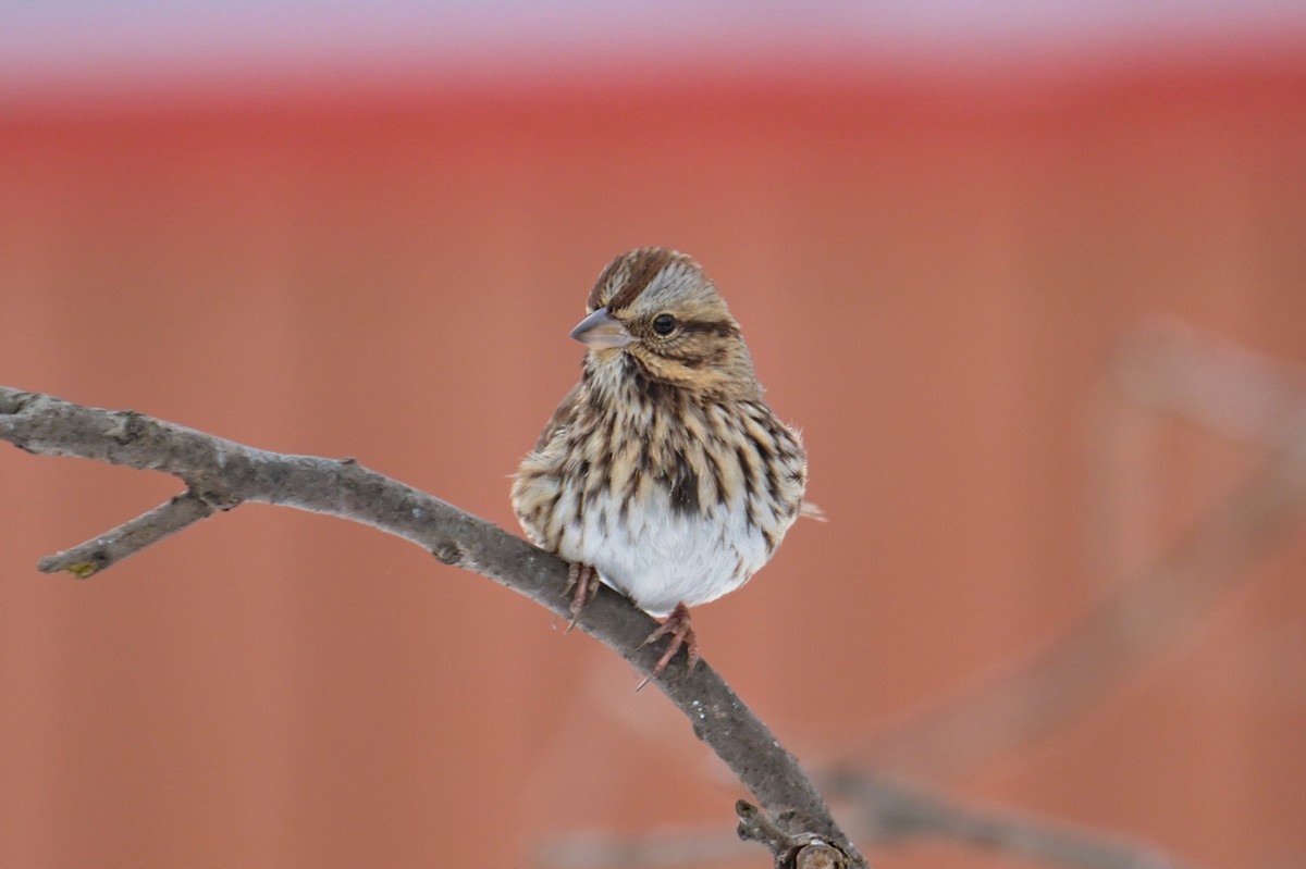 Song Sparrow - ML646600357