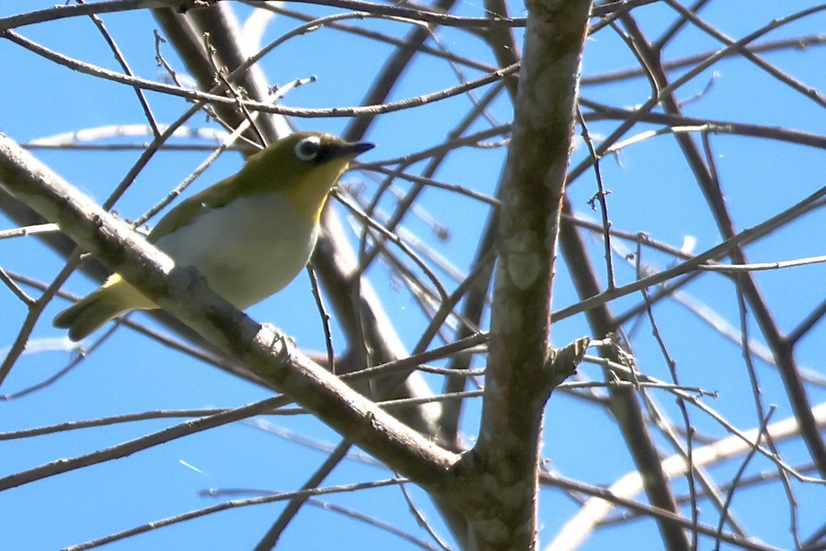 Grünstirn-Brillenvogel - ML646600359