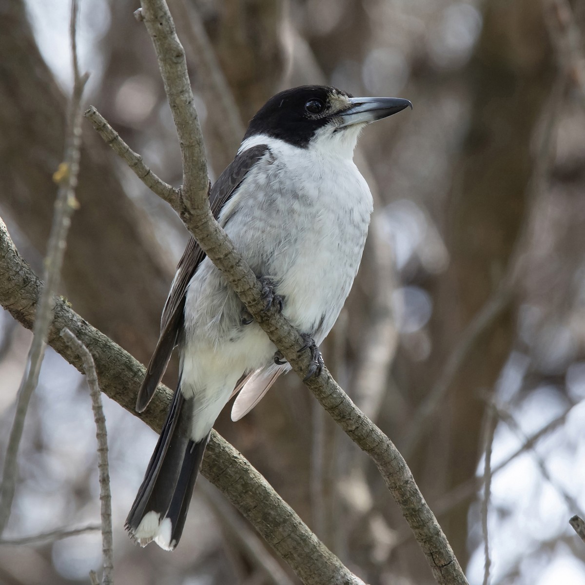 Gray Butcherbird - ML646600360