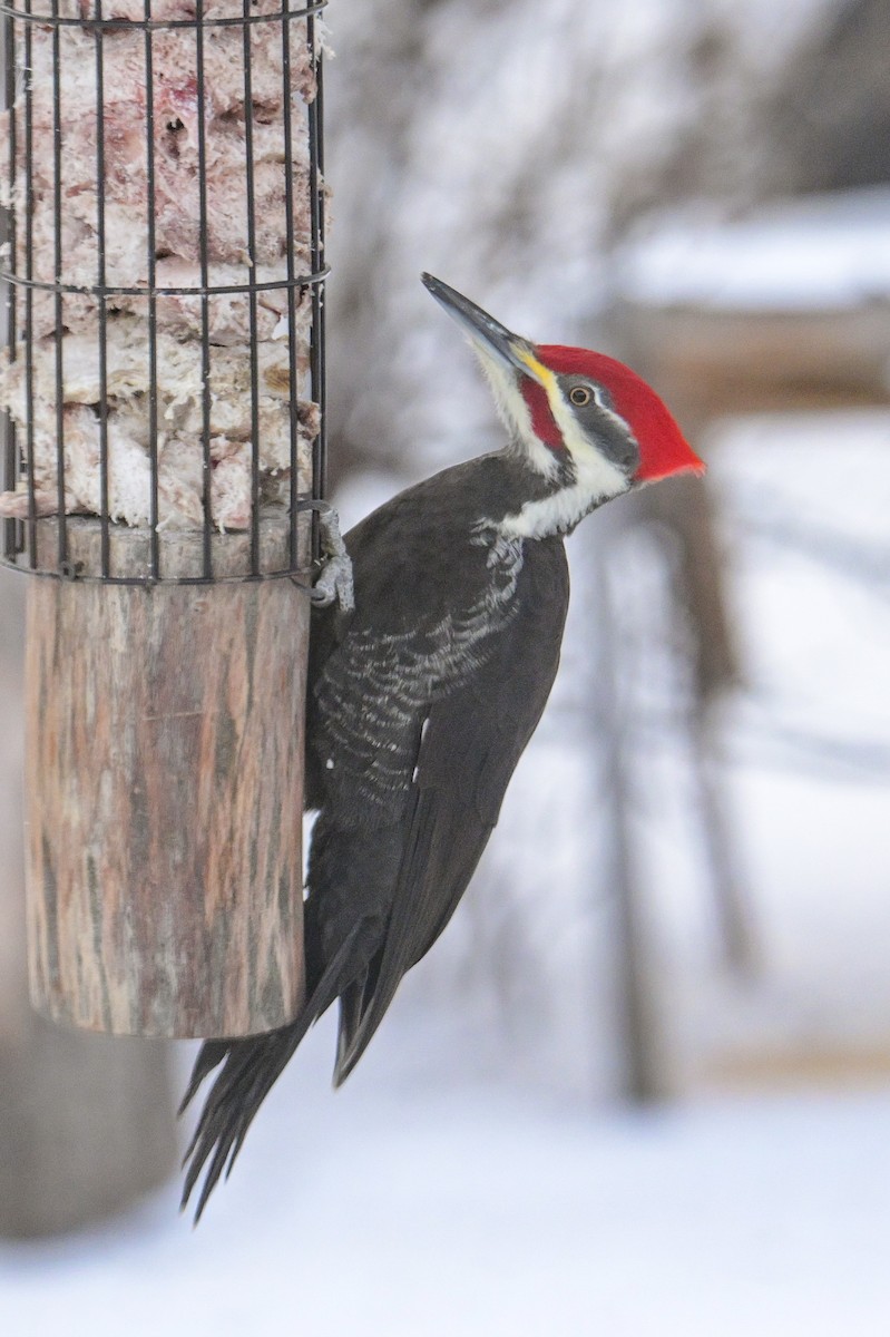 Pileated Woodpecker - ML646600362