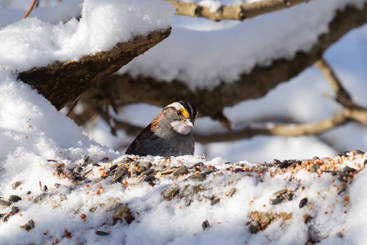 ノドジロシトド - ML646600363