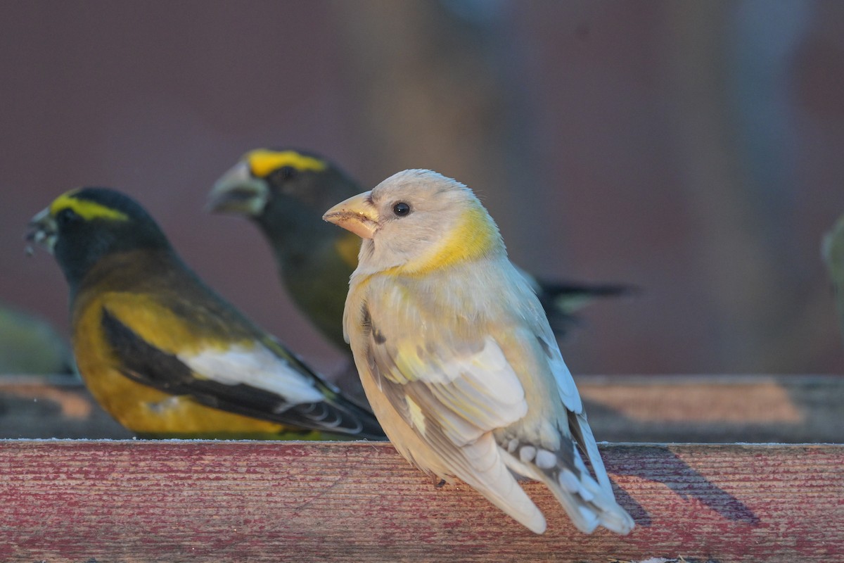Evening Grosbeak - ML646600364