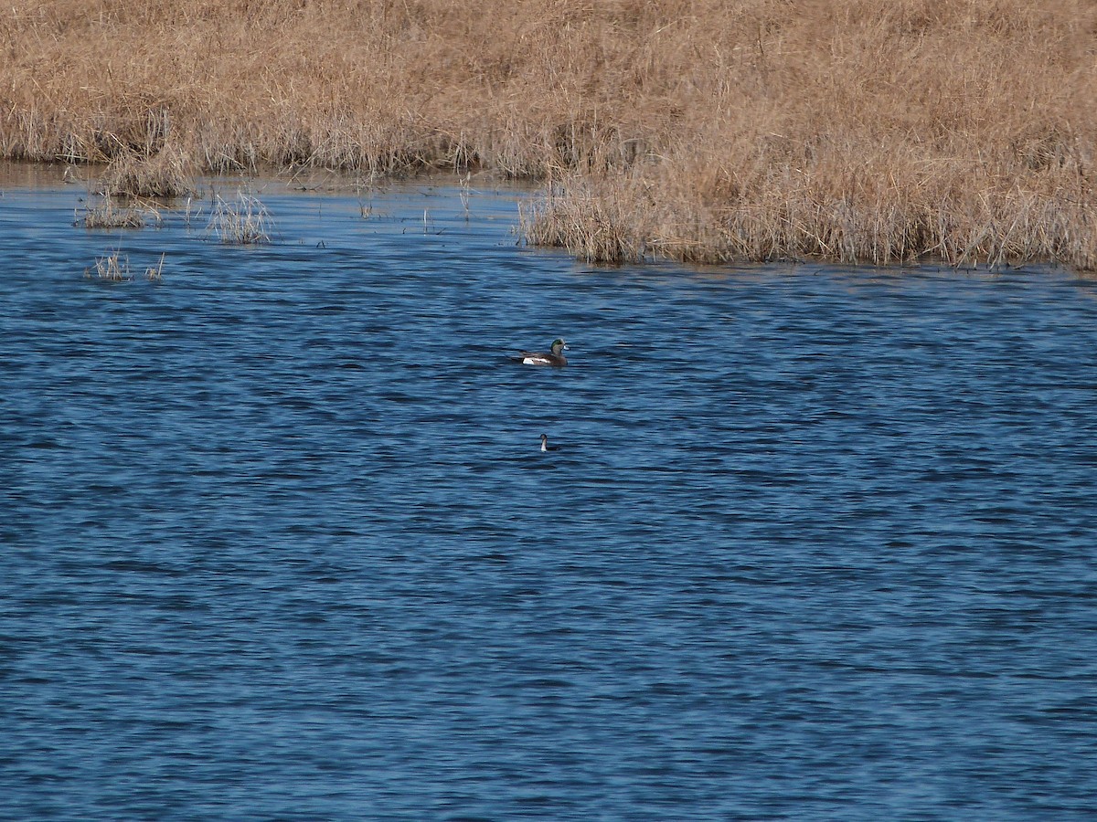 American Wigeon - ML646600365