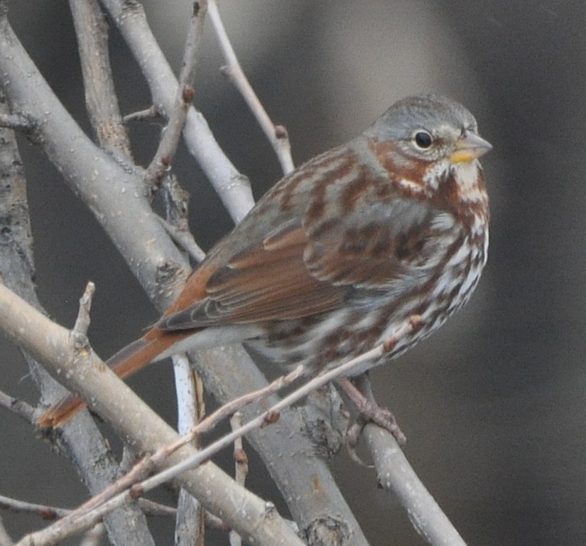 Fox Sparrow (Red) - ML646600366