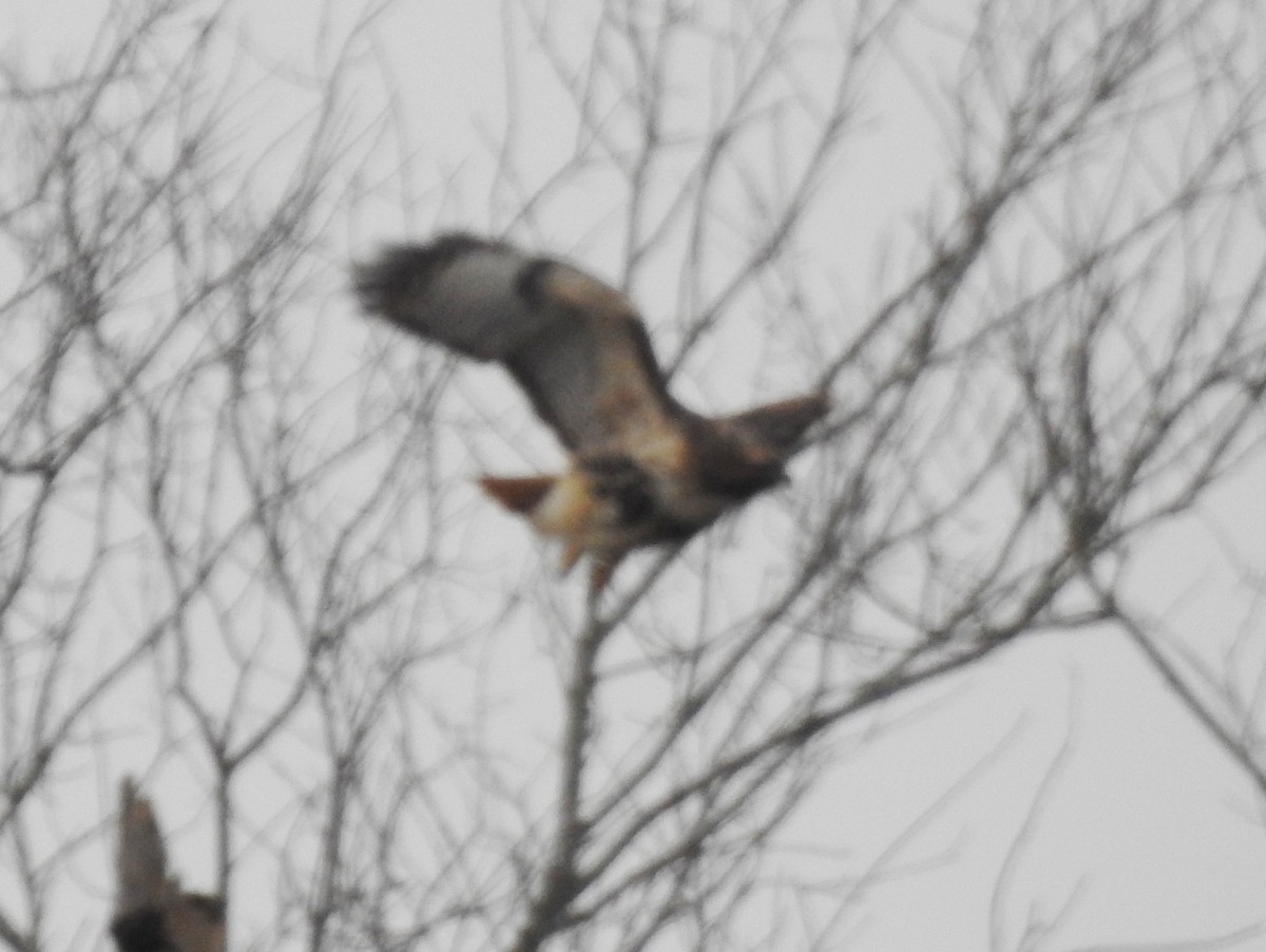Red-tailed Hawk (abieticola) - ML646600370