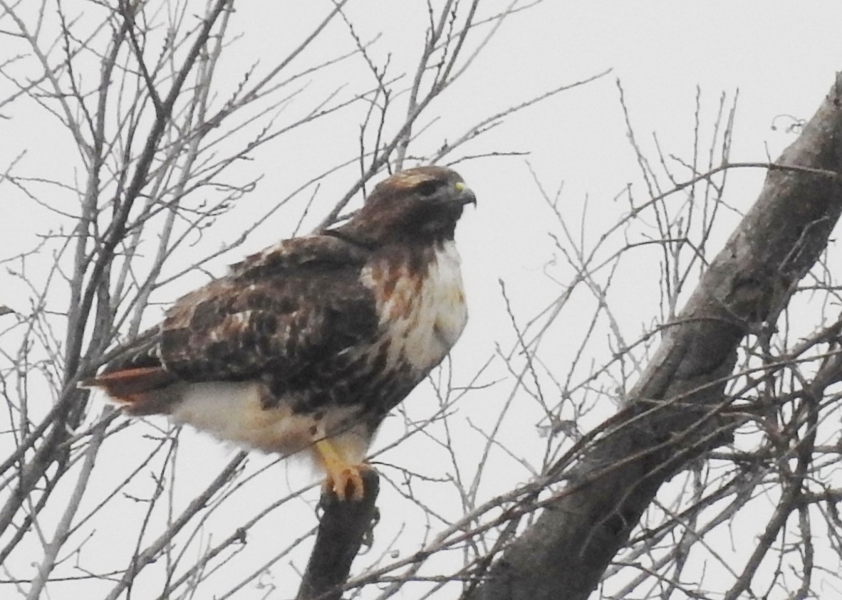 Red-tailed Hawk (abieticola) - ML646600371