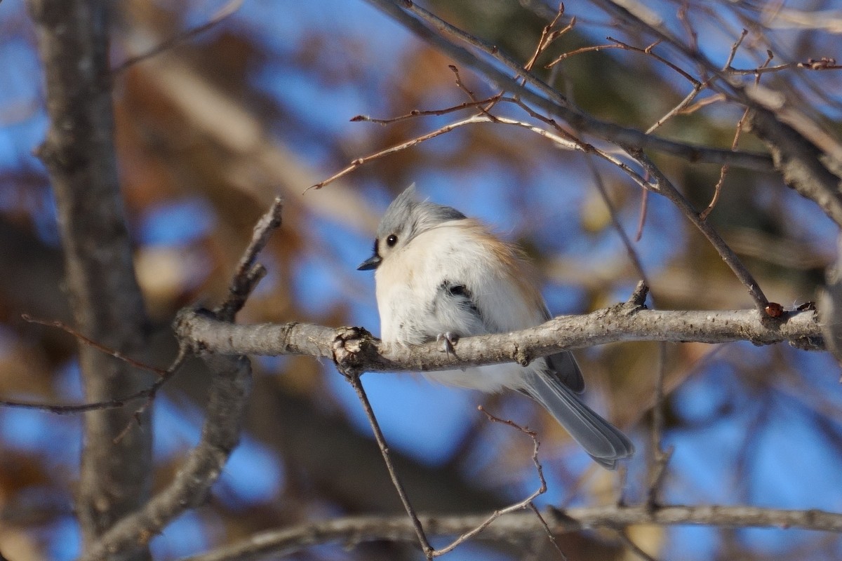 エボシガラ - ML646600375