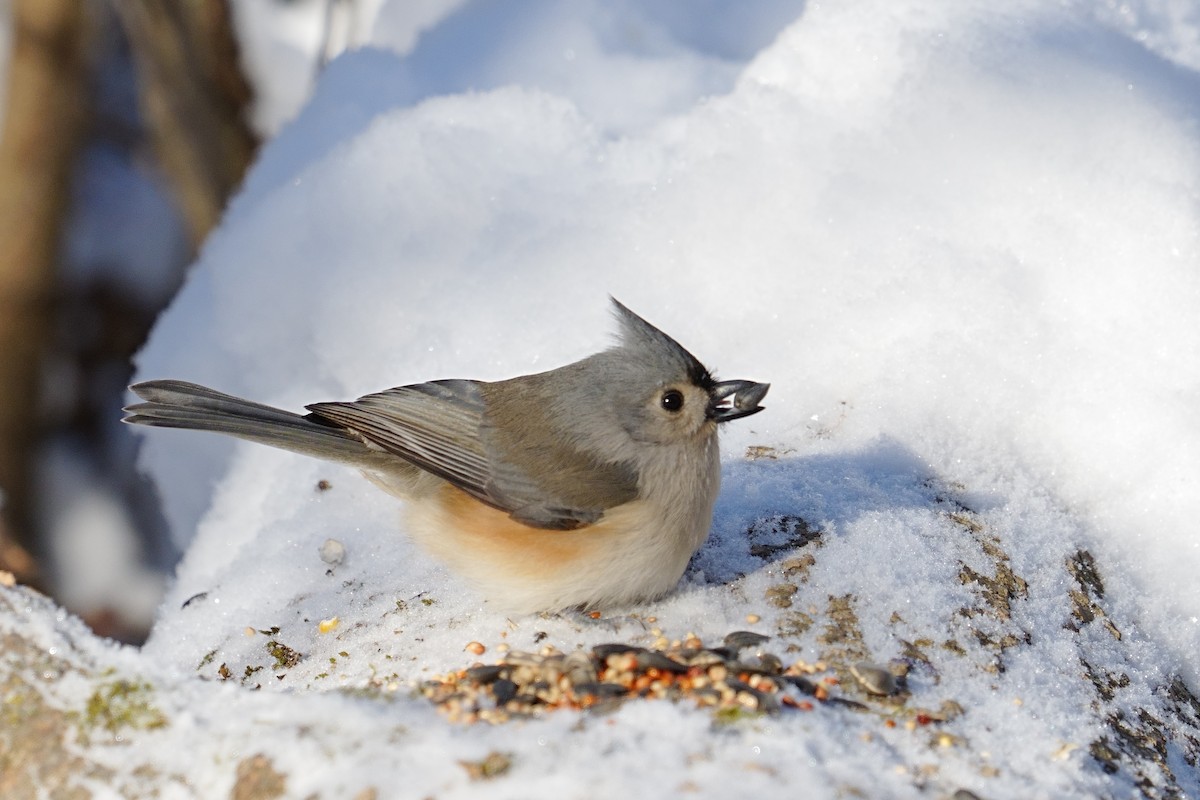 エボシガラ - ML646600376