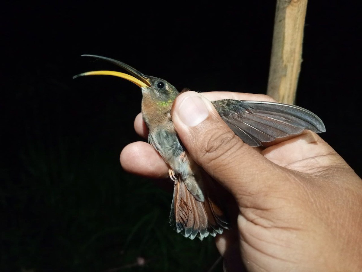 Rufous-breasted Hermit - ML646600377