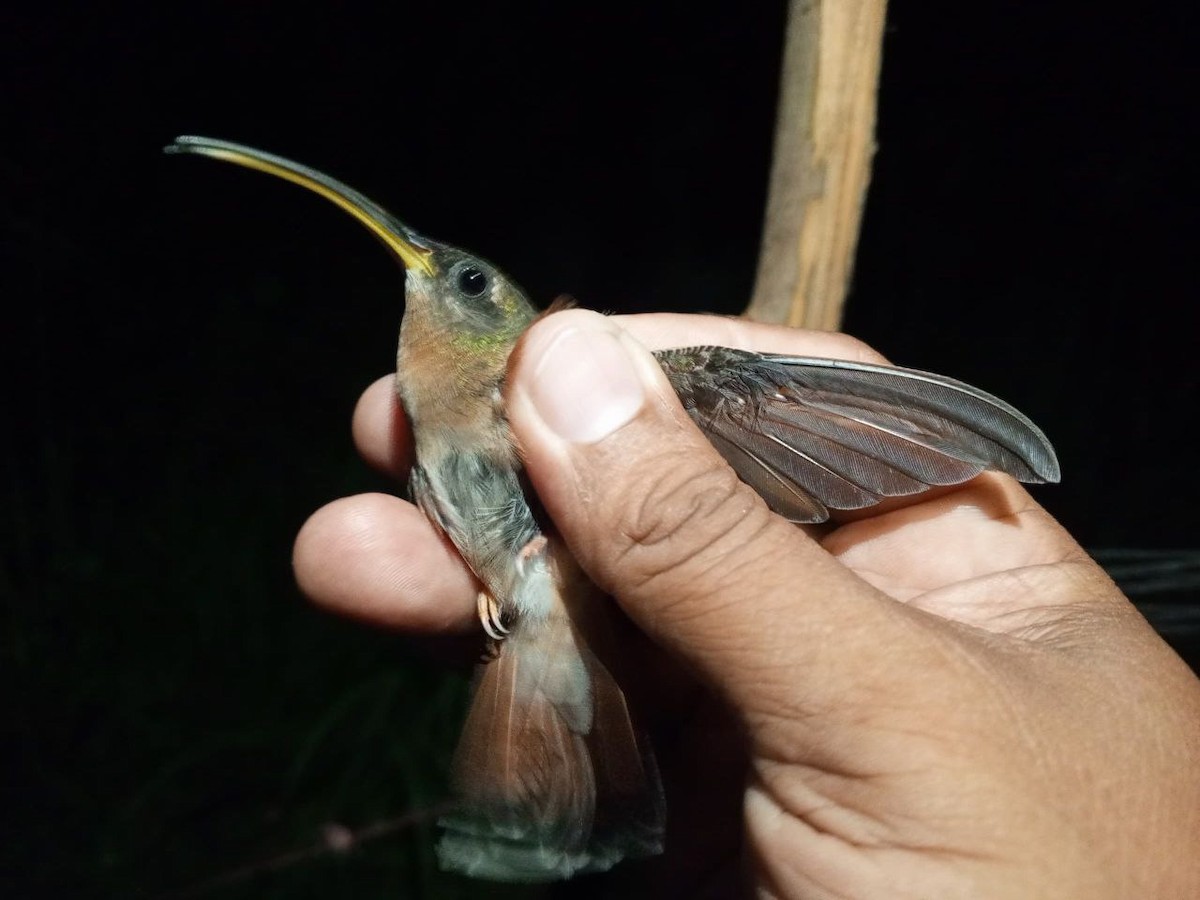 Rufous-breasted Hermit - ML646600378