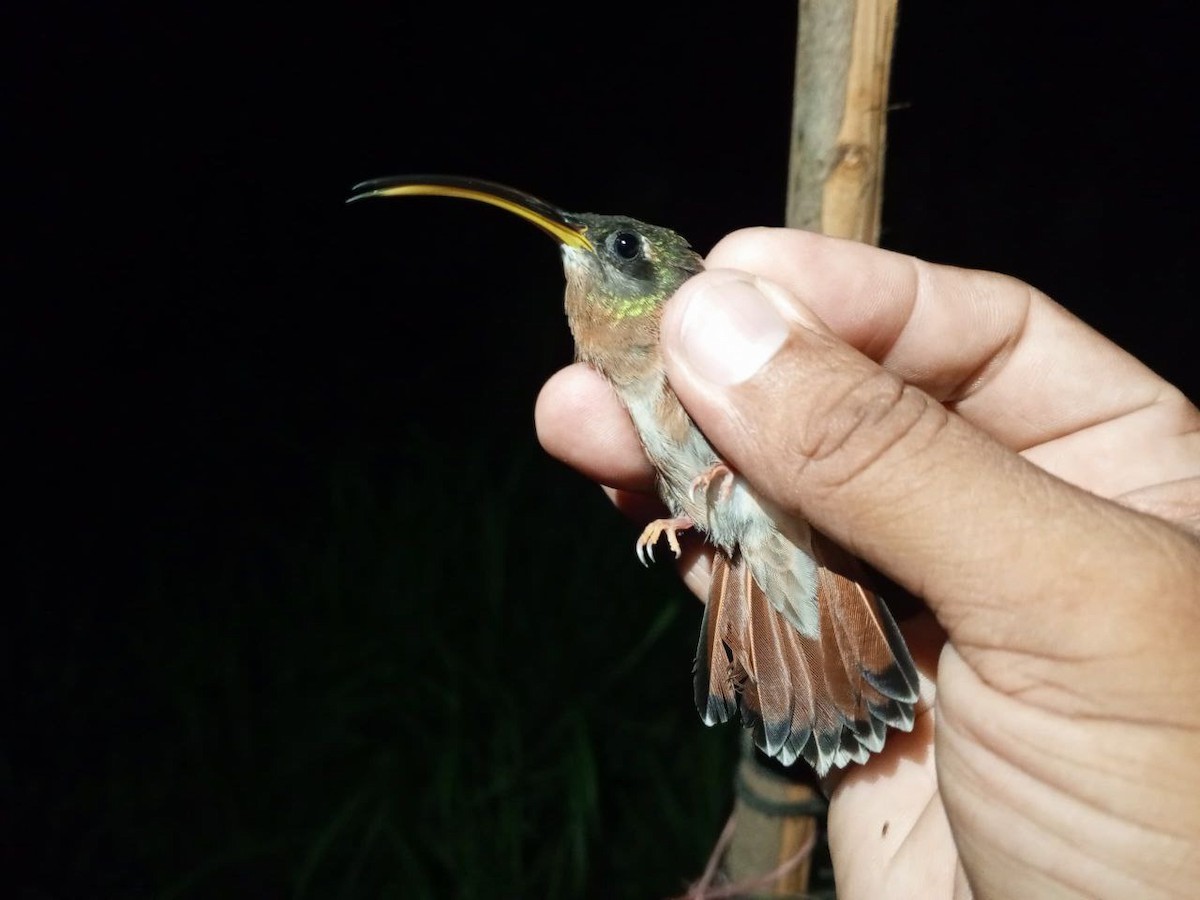 Rufous-breasted Hermit - ML646600379
