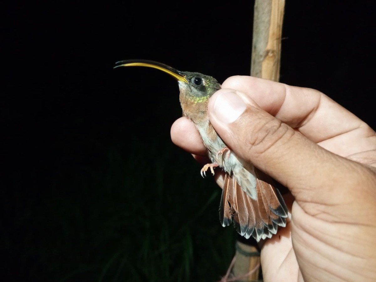 Rufous-breasted Hermit - ML646600380