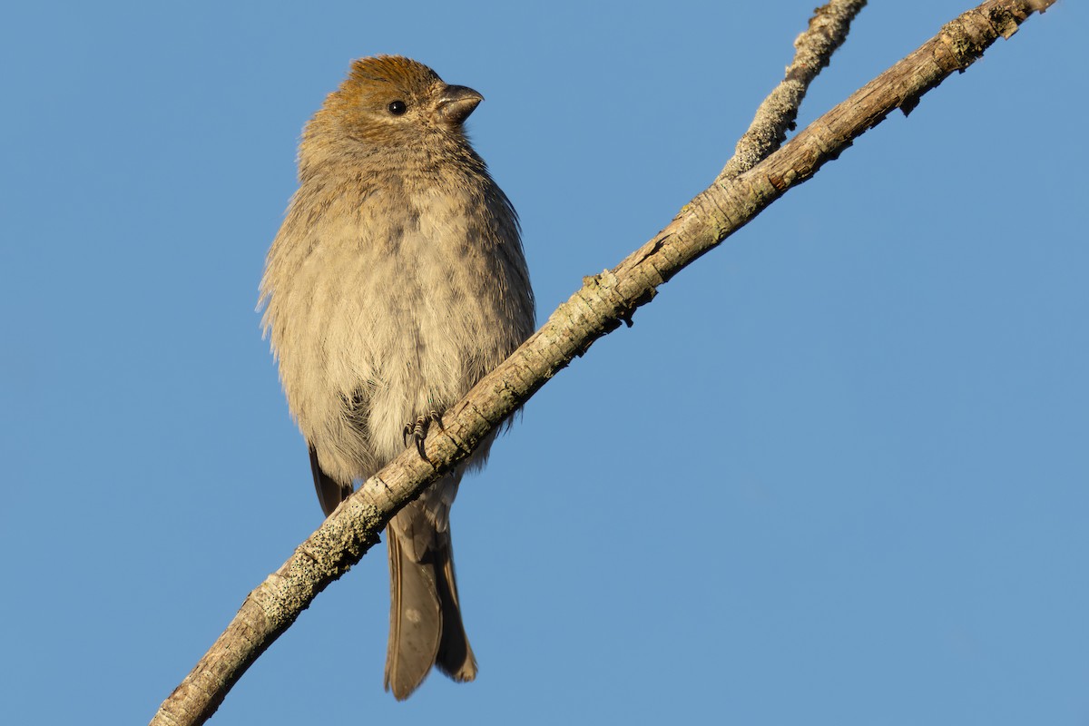 hýl křivčí - ML646600383