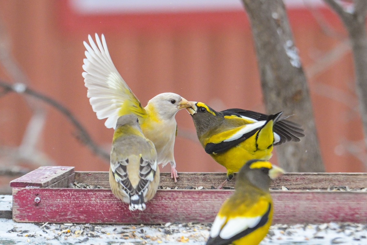 Evening Grosbeak - ML646600384