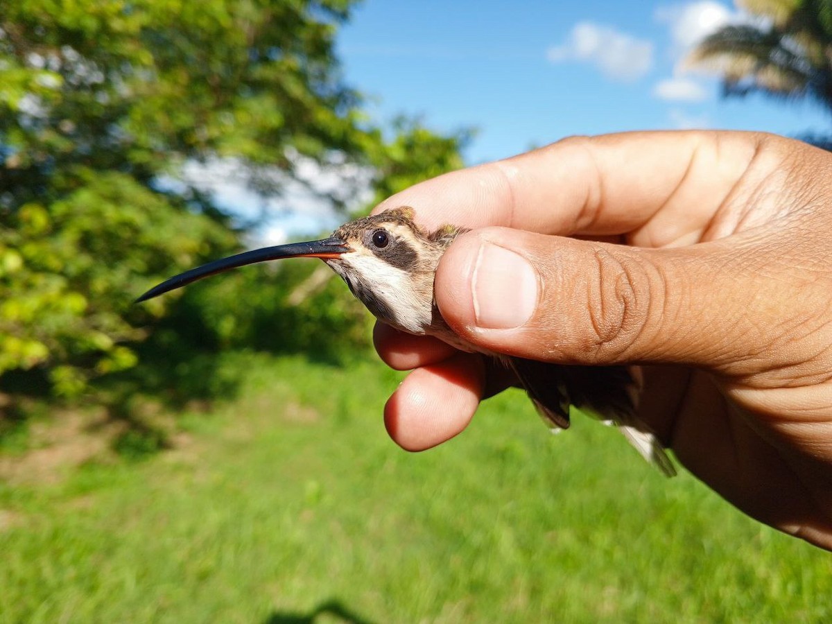 Pale-bellied Hermit - ML646600385