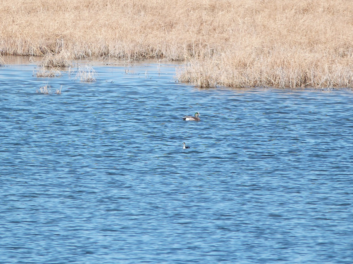 Eared Grebe - ML646600386