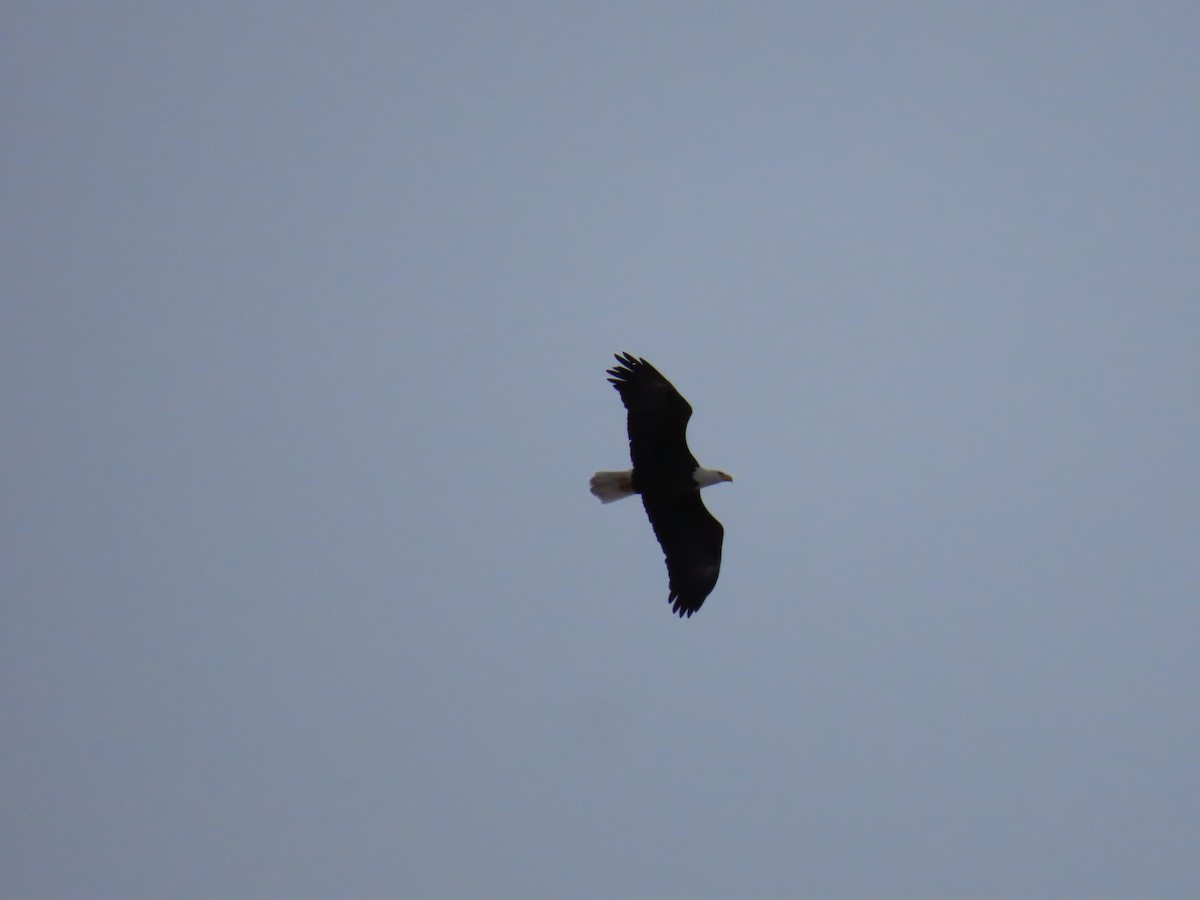 Bald Eagle - ML646600387