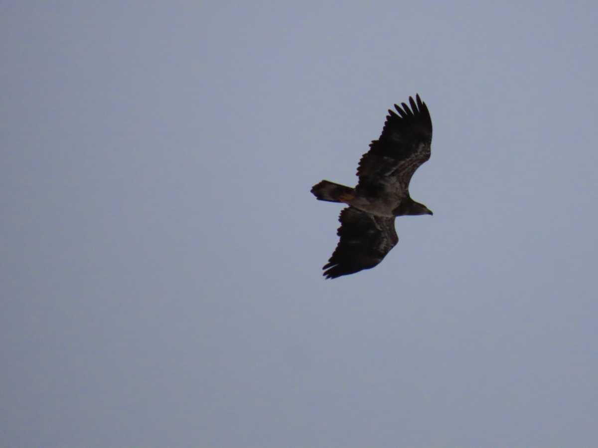 Bald Eagle - ML646600388