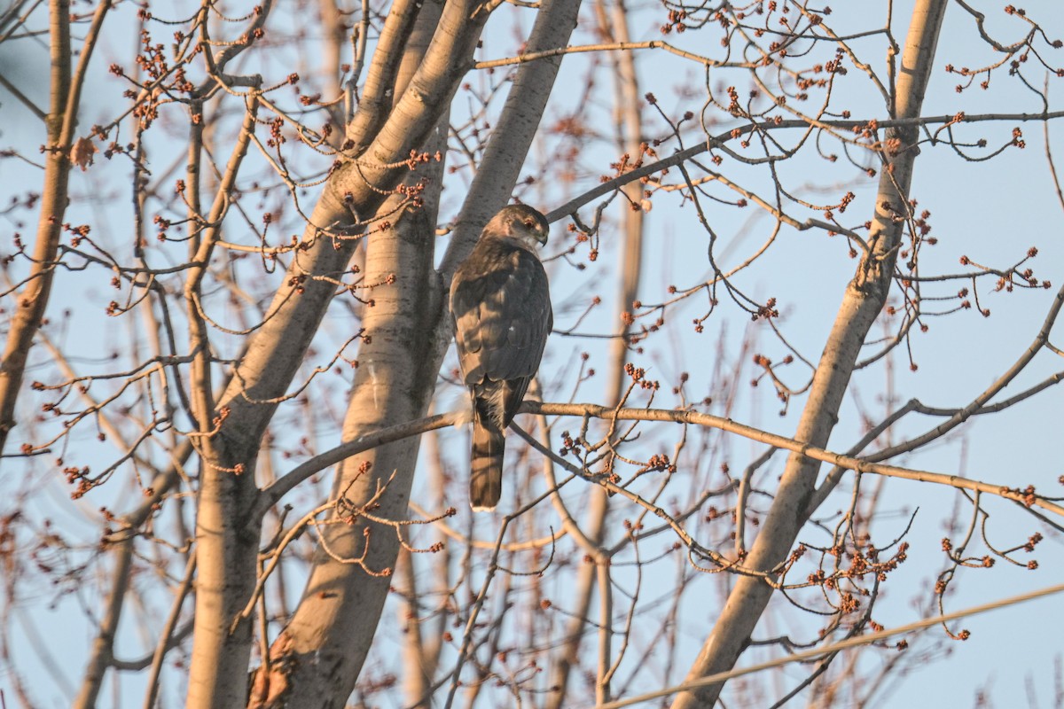 Cooper's Hawk - ML646600389