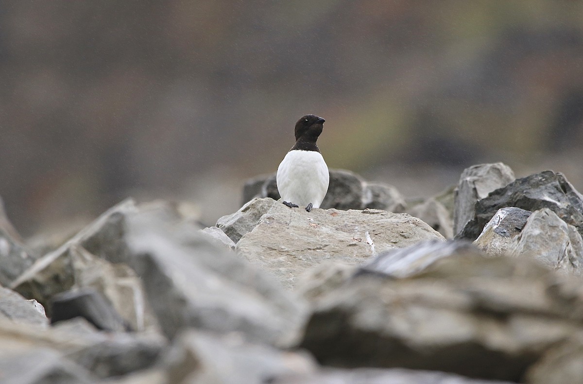 alkoun malý - ML646600390