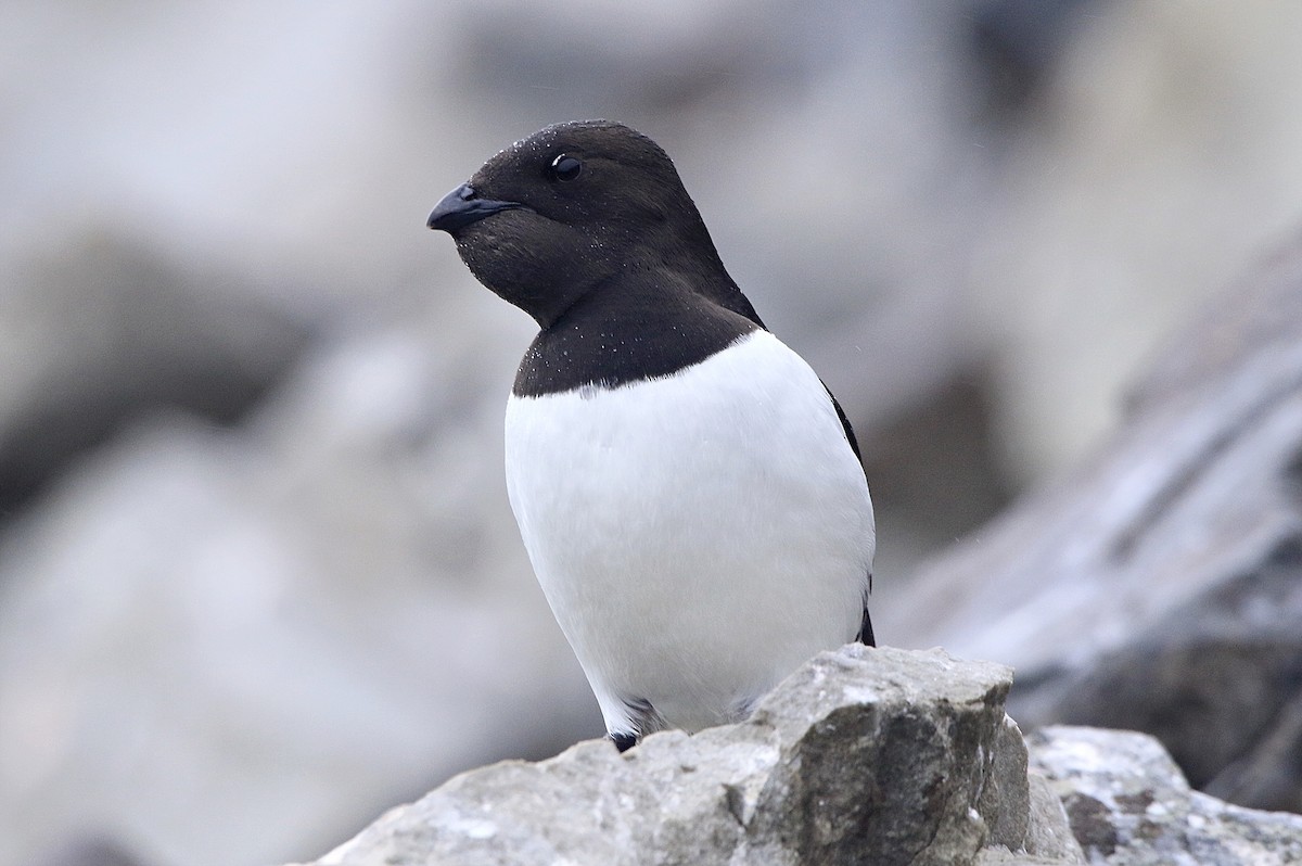 alkoun malý - ML646600391