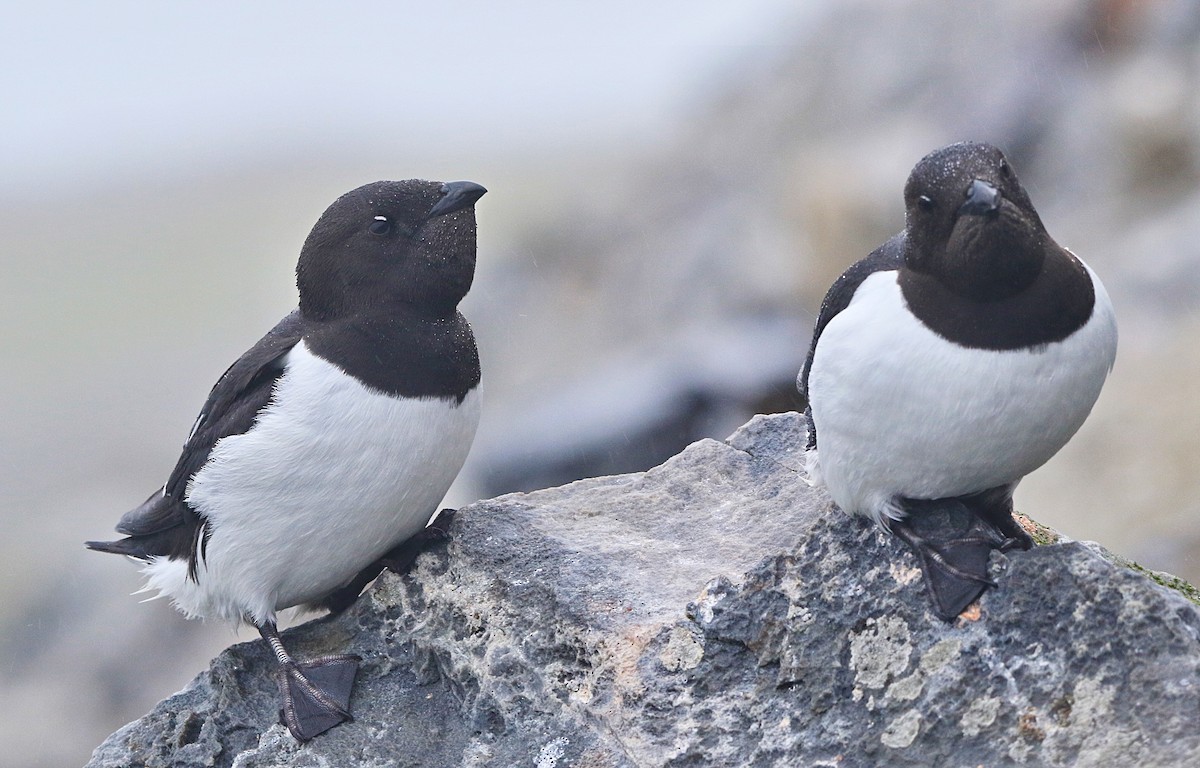 alkoun malý - ML646600392