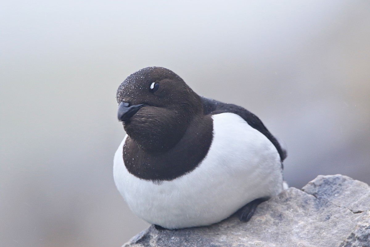 alkoun malý - ML646600393