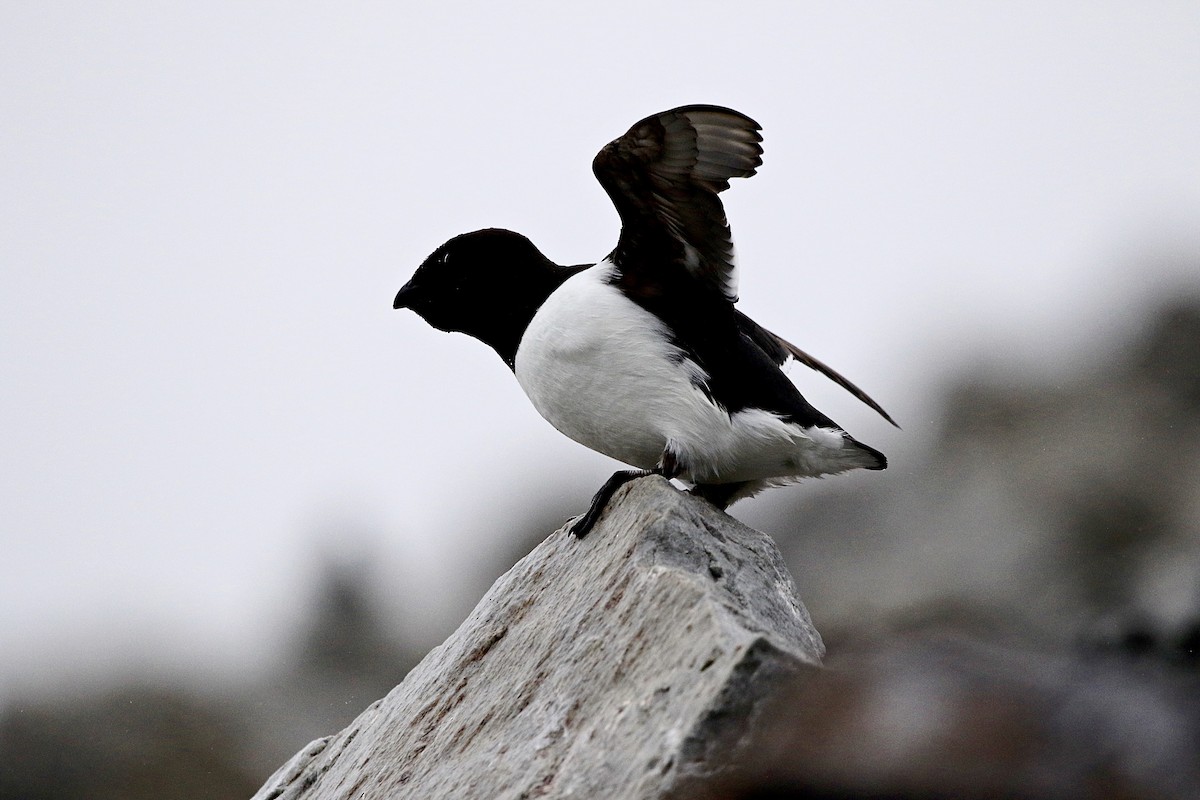 alkoun malý - ML646600394