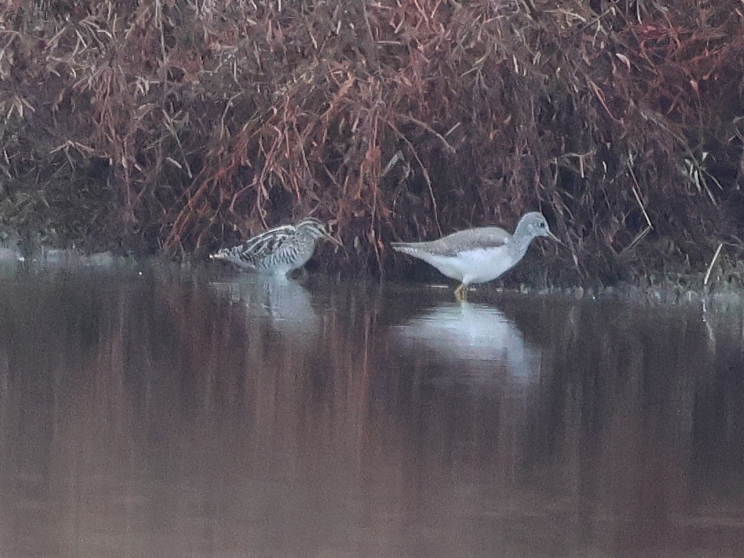 חרטומית אמריקנית - ML646600399