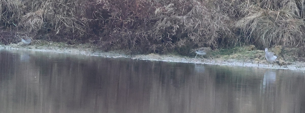 חרטומית אמריקנית - ML646600400