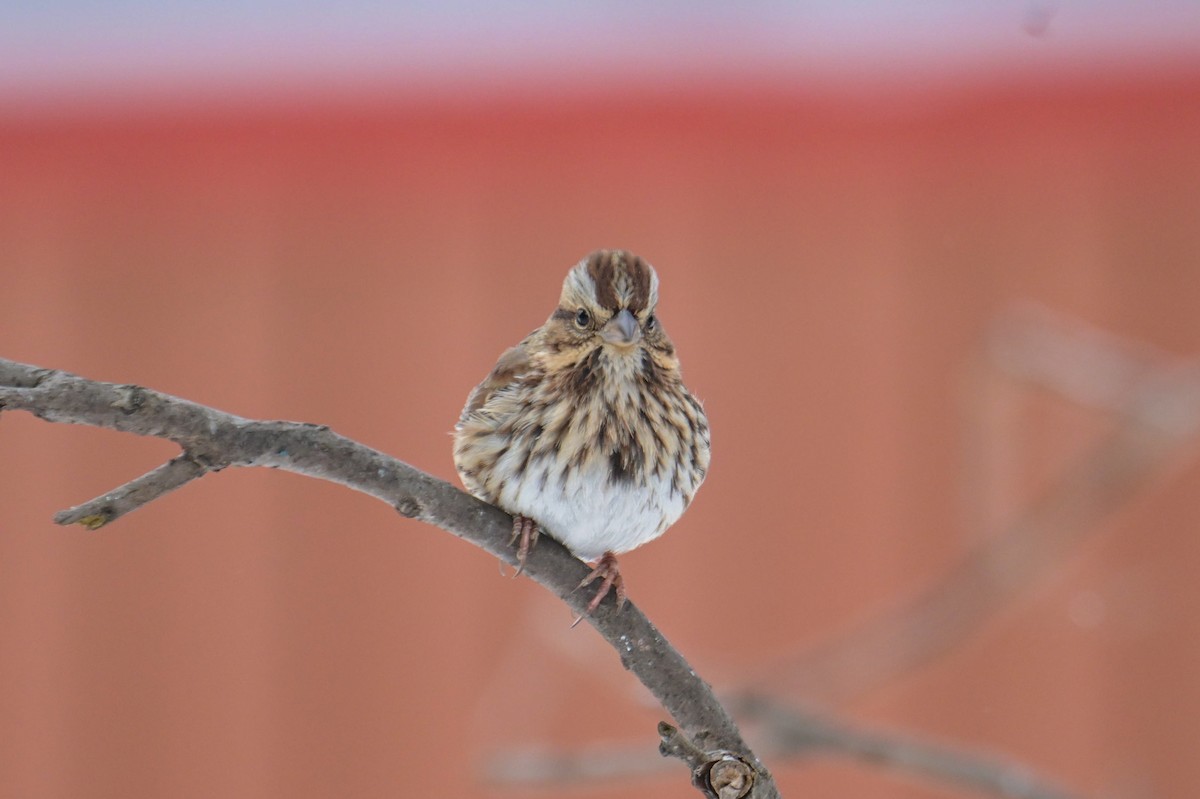 Song Sparrow - ML646600401