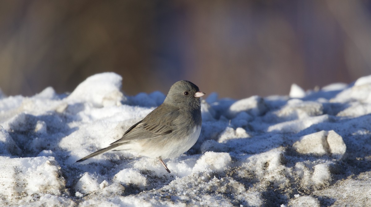 Dark-eyed Junco - ML646600402