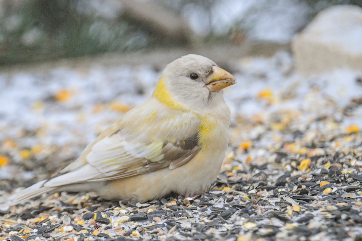 Evening Grosbeak - ML646600405