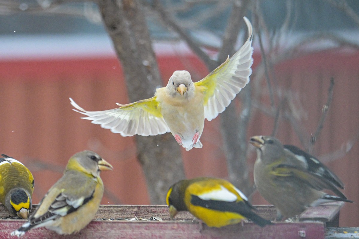 Evening Grosbeak - ML646600407