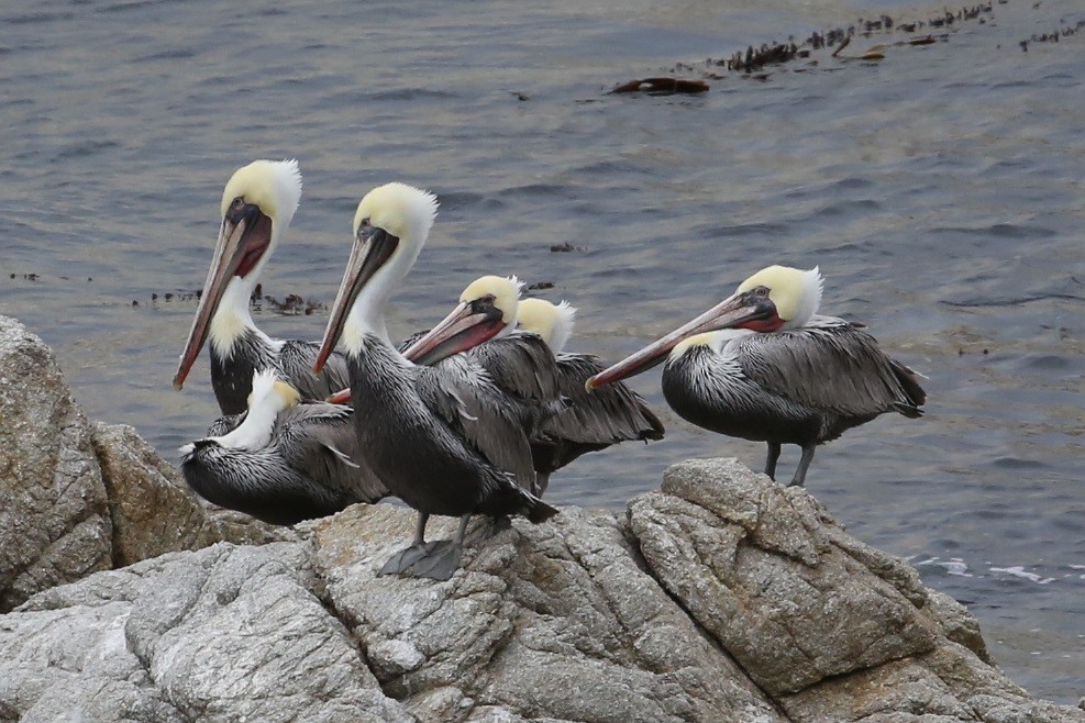 Brown Pelican - ML646600411