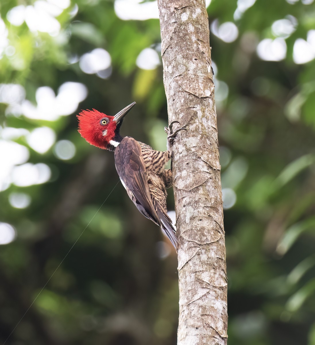 Guayaquil Woodpecker - ML646600414