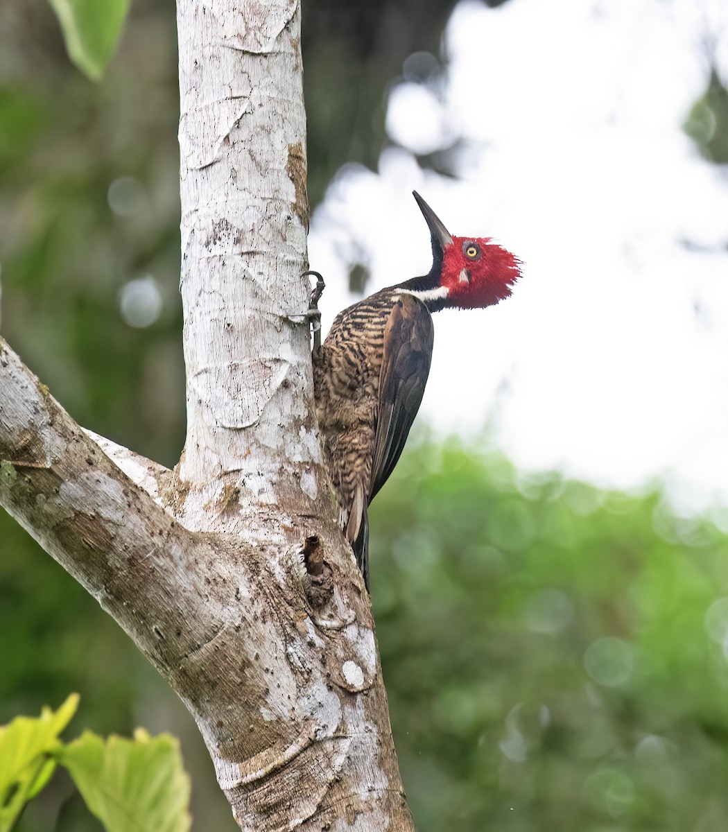 Guayaquil Woodpecker - ML646600415