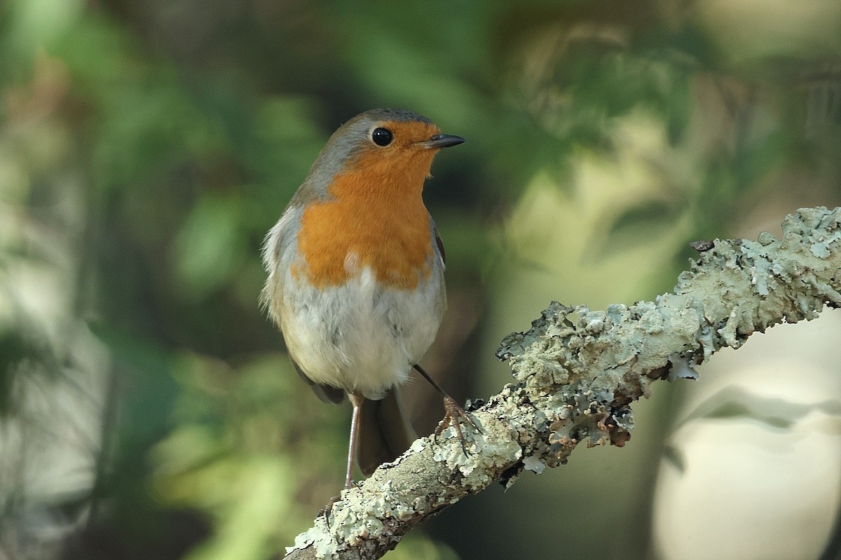 Pettirosso - ML646600416