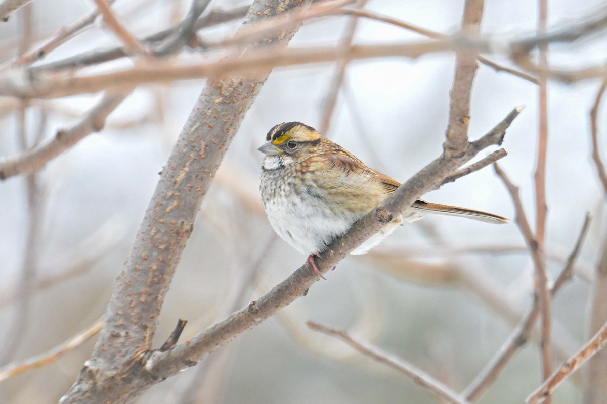 White-throated Sparrow - ML646600417