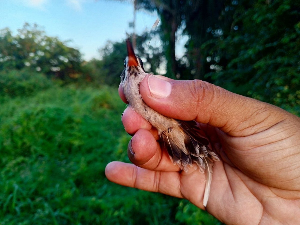 Pale-bellied Hermit - ML646600423