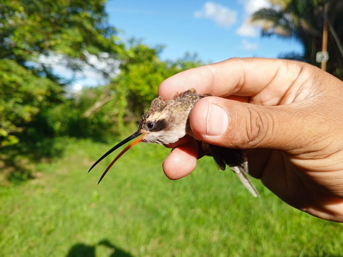 Pale-bellied Hermit - ML646600425