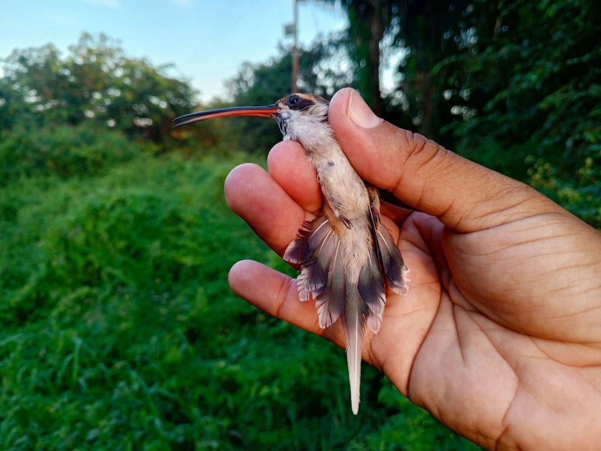 Pale-bellied Hermit - ML646600427