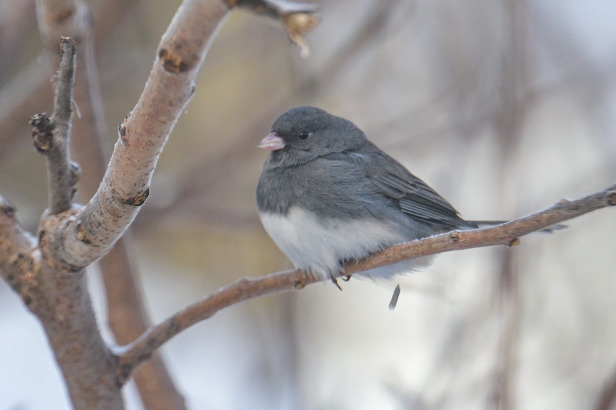 Dark-eyed Junco - ML646600428