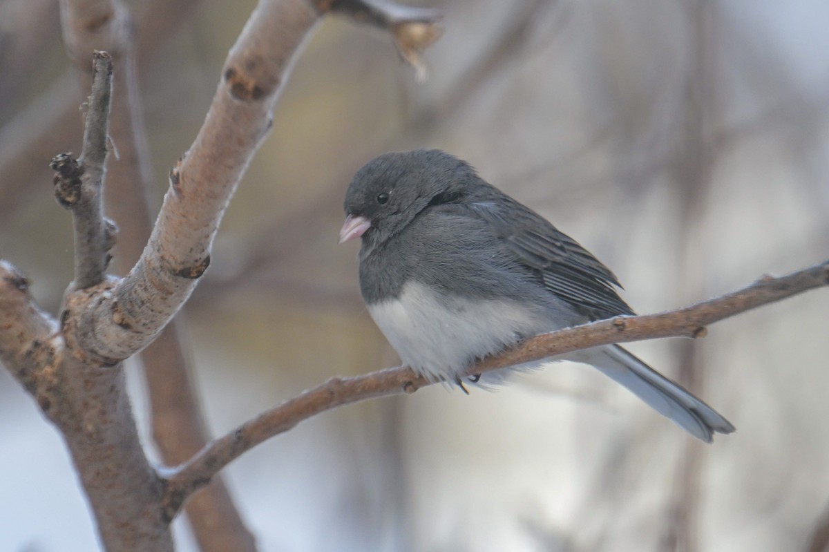 Dark-eyed Junco - ML646600429